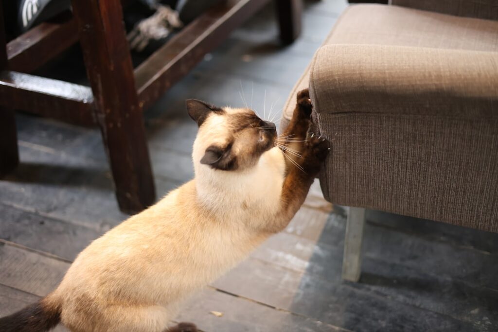 Cat Scratching Posts: How to Choose the Right One for Your Home