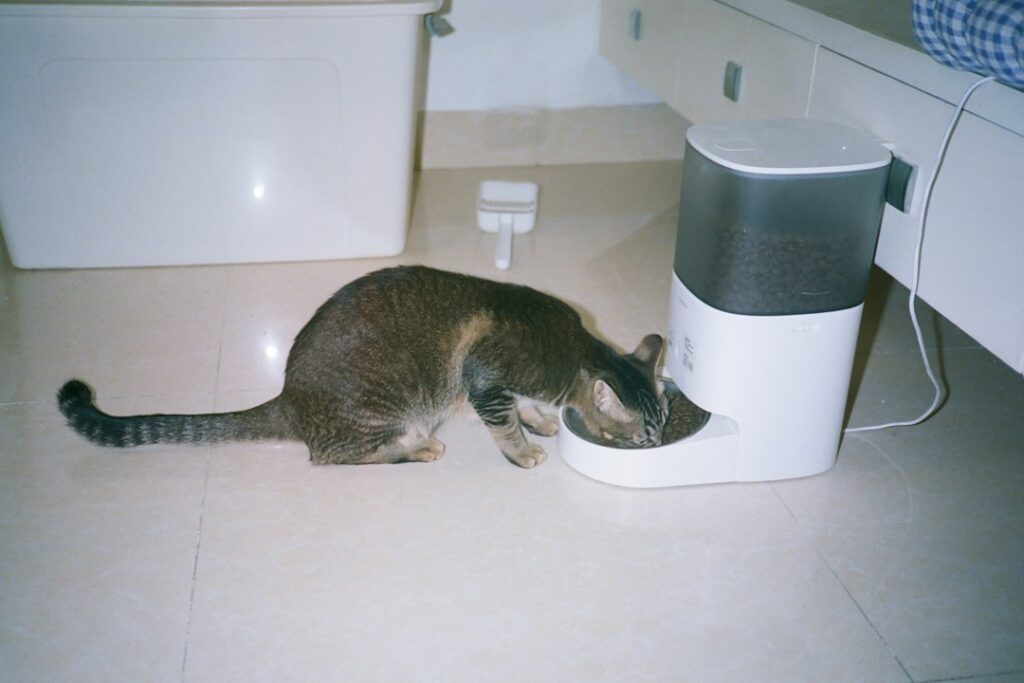 Automatic Pet Feeders: Are They Worth Using?