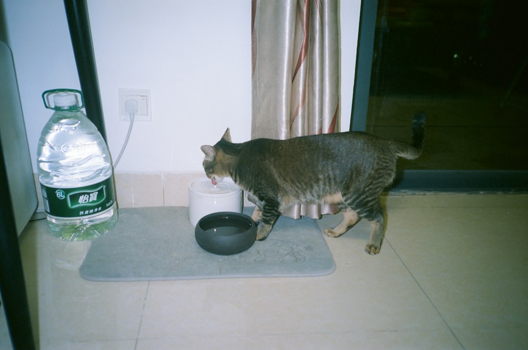 A cat drinking water from a bowl indoors