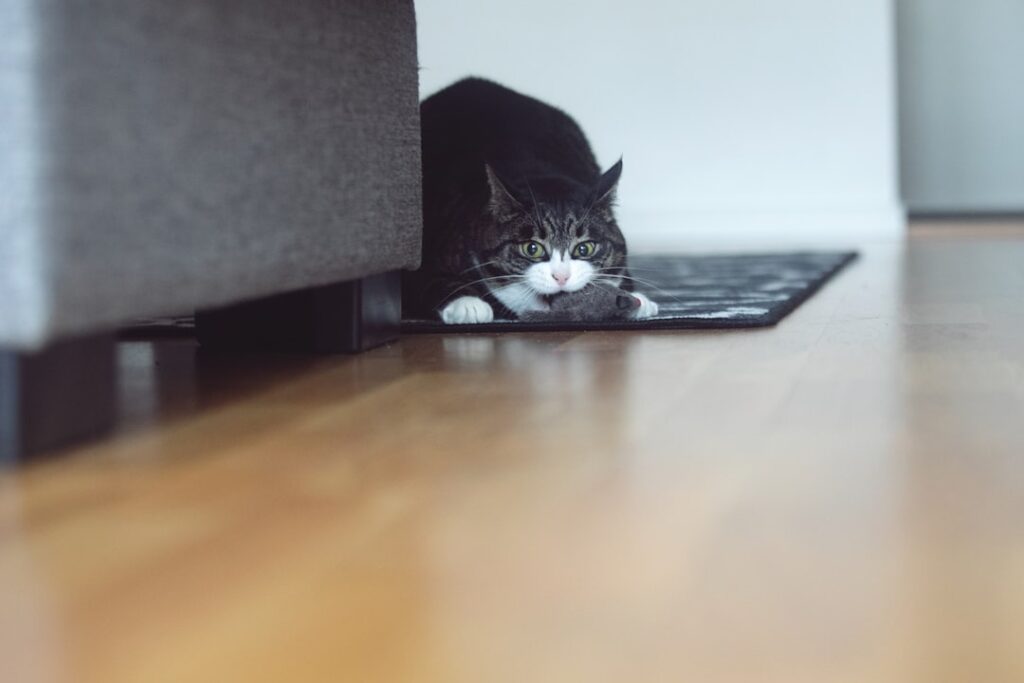 How to Choose the Right Cat Litter Tray and Where to Place It
