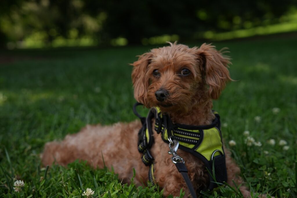Dog Harness vs Collar: Which Is Better for Everyday Walks?