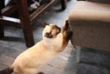 Cat Scratching Posts: How to Choose the Right One for Your Home