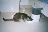 Automatic Pet Feeders: Are They Worth Using?